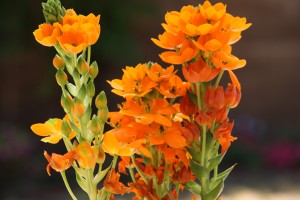 Orange Star flowers