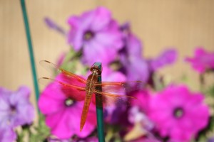 Transparent dragonfly on purple petunias