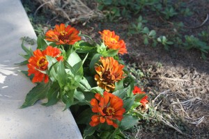 Bloom where you're planted - bring on the heat!